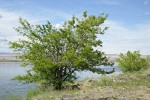 White Mulberry on Columbia River shore