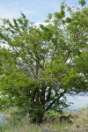 White Mulberry on Columbia River shore