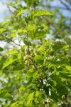 White Mulberry fruit & foliage