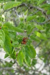 White Mulberry fruit & foliage