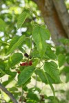 White Mulberry fruit & foliage