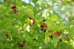 White Mulberry fruit & foliage