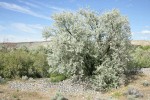 Russian Olive w/ Coyote Willows