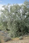 Russian Olive