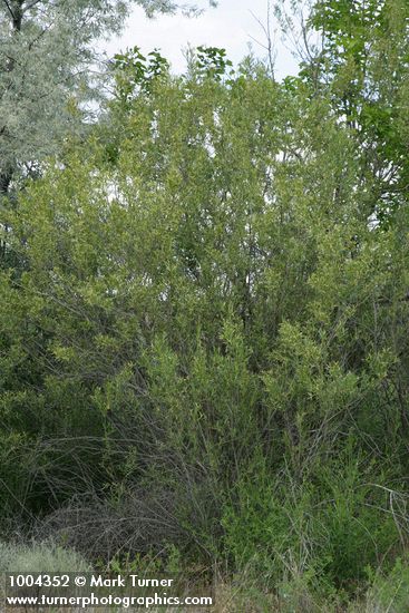 Salix exigua