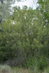 Coyote Willow (male)