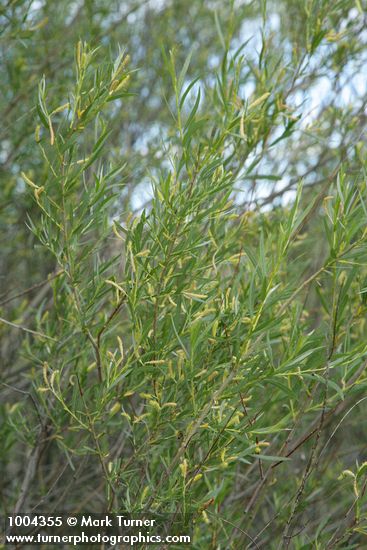 Salix exigua