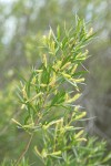 Coyote Willow (male) aments & foliage