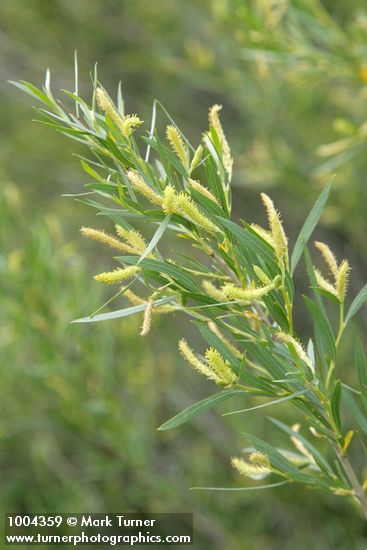 Salix exigua