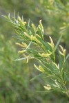 Coyote Willow (male) aments & foliage