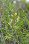 Coyote Willow (female) aments & foliage