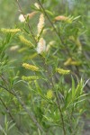 Coyote Willow (female) aments & foliage