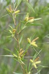 Coyote Willow (male) aments & foliage