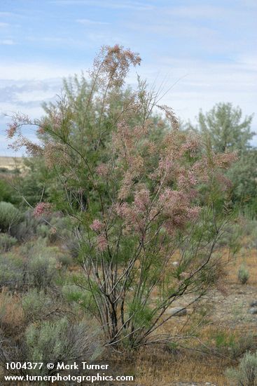 Tamarix parviflora