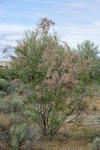 Smallflower Tamarisk