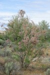 Smallflower Tamarisk