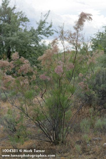 Tamarix parviflora