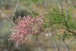 Smallflower Tamarisk blossoms & foliage