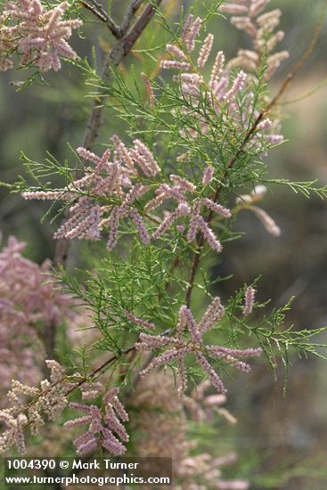 Tamarix parviflora