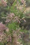 Smallflower Tamarisk blossoms & foliage