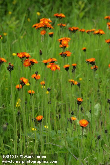 Hieracium aurantiacum