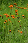 Orange Hawkweed