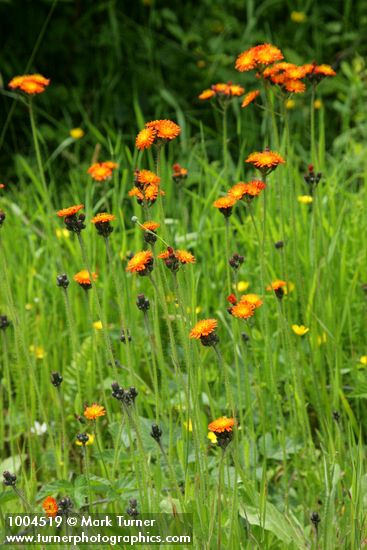 Hieracium aurantiacum