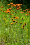 Orange Hawkweed