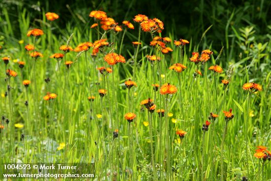 Hieracium aurantiacum