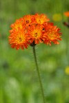 Orange Hawkweed blossoms