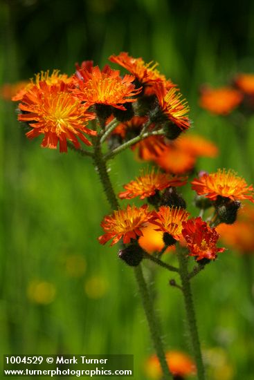 Hieracium aurantiacum