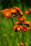 Orange Hawkweed blossoms