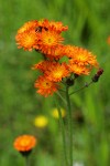 Orange Hawkweed blossoms