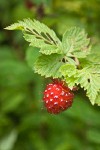 Ripe Salmonberry fruit among foliage