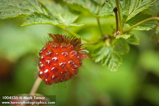 Rubus spectabilis