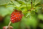 Ripe Salmonberry fruit among foliage