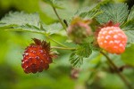 Ripe Salmonberry fruit among foliage