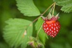 Ripe Salmonberry fruit among foliage