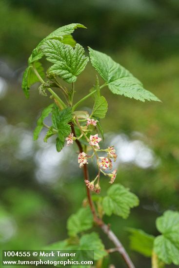 Ribes acerifolium (R. howellii)