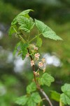 Mapleleaf Currant blossoms & foliage