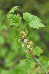 Mapleleaf Currant blossoms & foliage