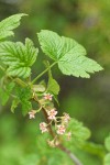 Mapleleaf Currant blossoms & foliage