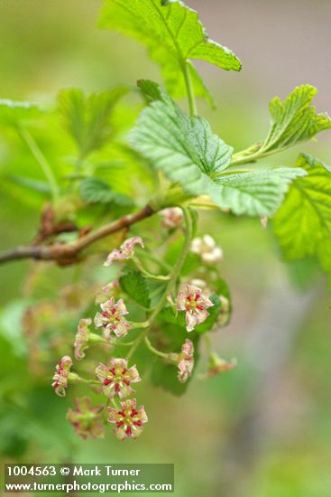 Ribes acerifolium (R. howellii)