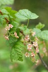 Mapleleaf Currant blossoms & foliage