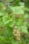 Mapleleaf Currant blossoms & foliage