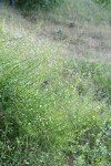 Bush Beardtongue