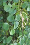 California Redbud foliage