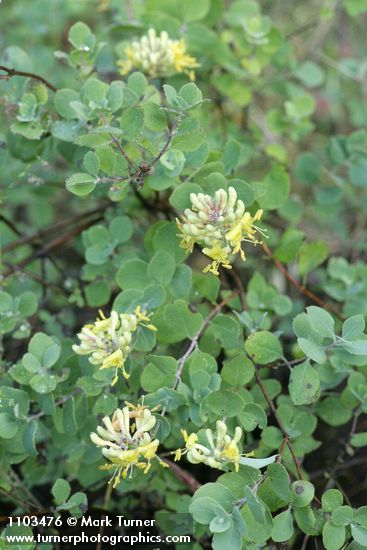 Lonicera interrupta