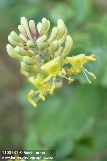 Lonicera interrupta