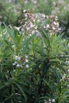 Yerba Santa blossoms & foliage